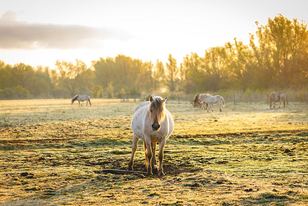 Natuur, mooiste plekken Goeree-Overflakkee