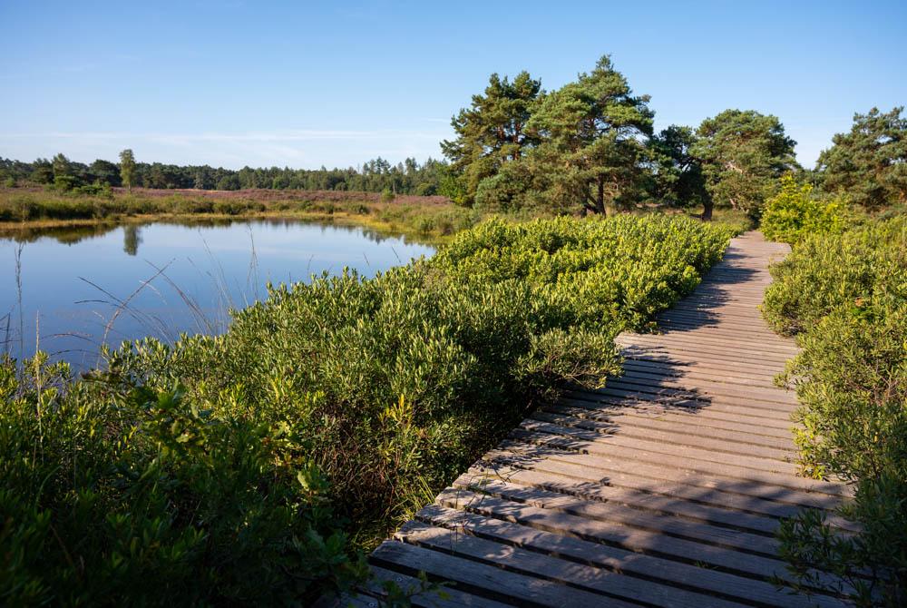 Natuur bij Landal Het Vennenbos