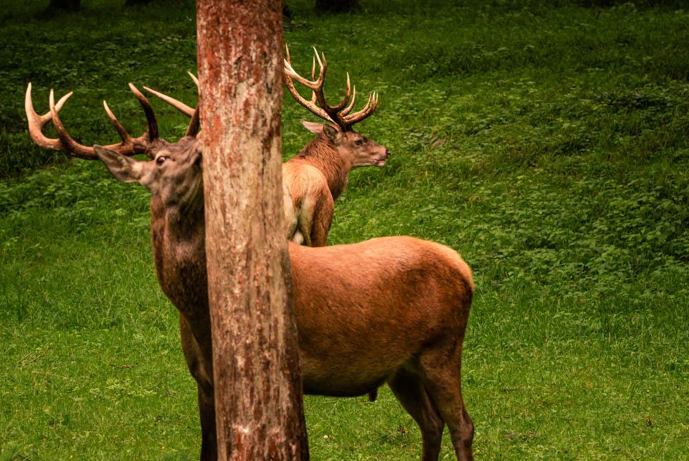 Herten in de Ardennen