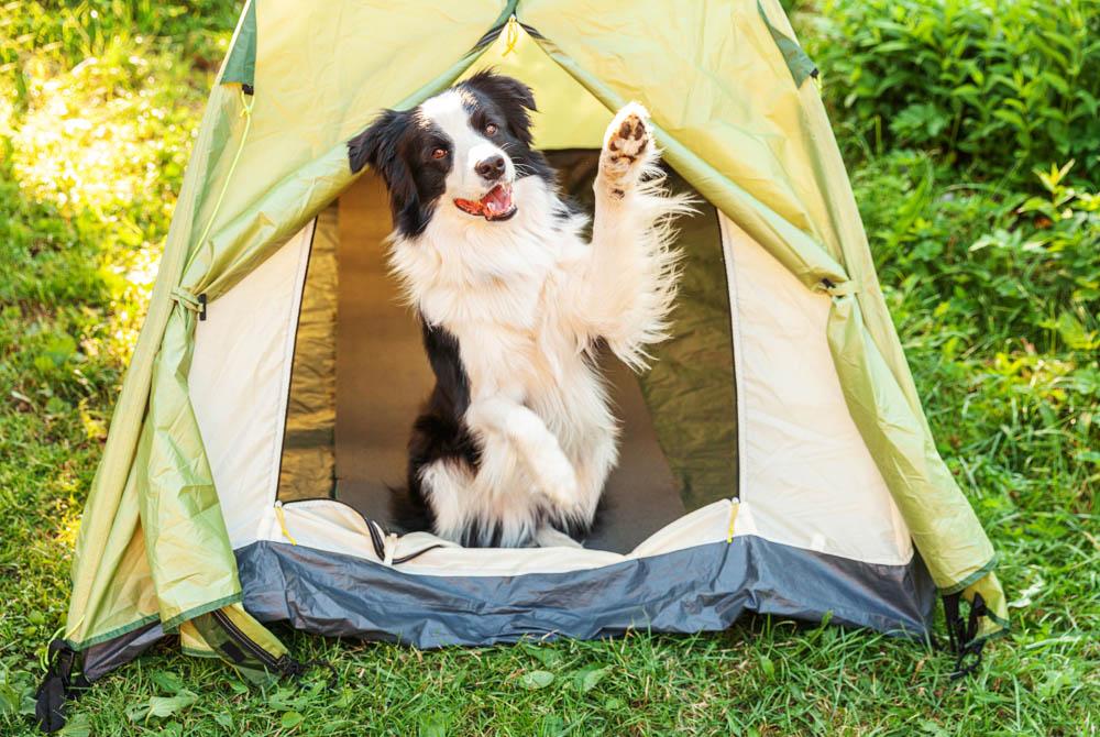 Hond, Camping de Leistert