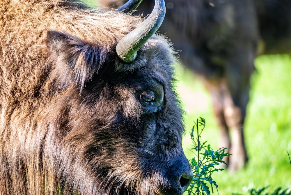 Natuurpark Lelystad, kinderuitjes Flevoland