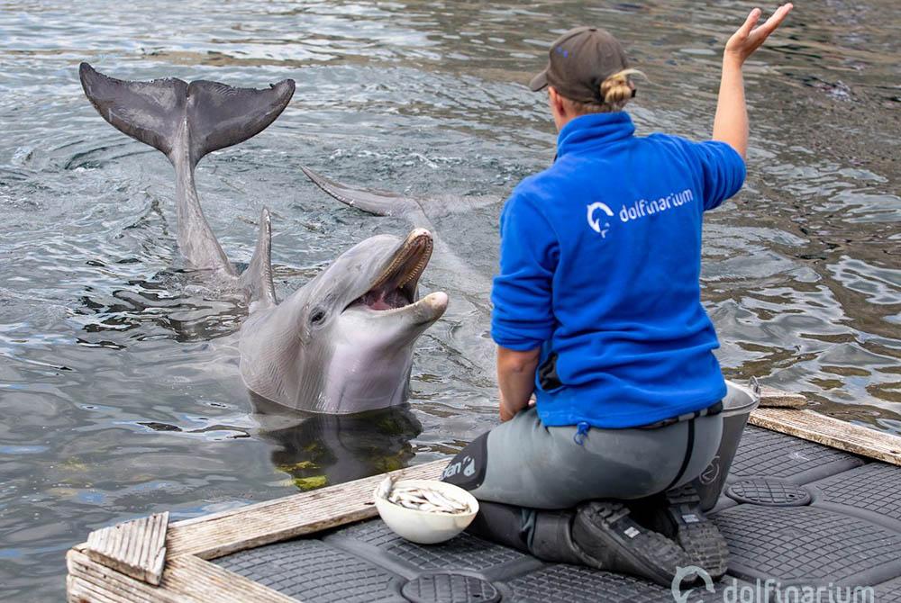 Dolfinarium, kinderuitjes Flevoland
