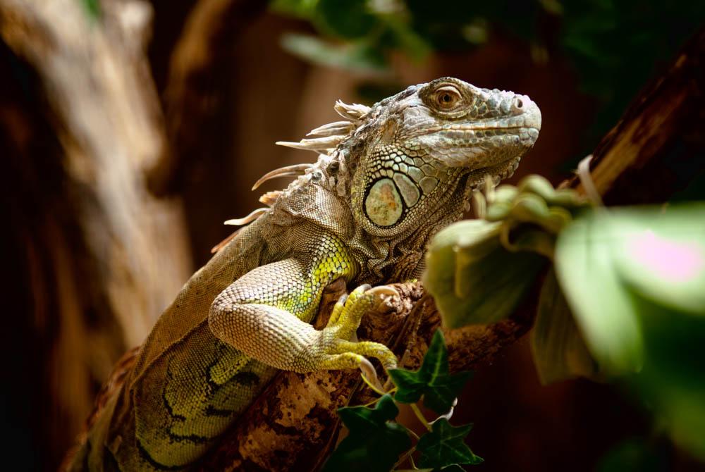 Reptielenzoo Iguana, stedentrip Vlissingen