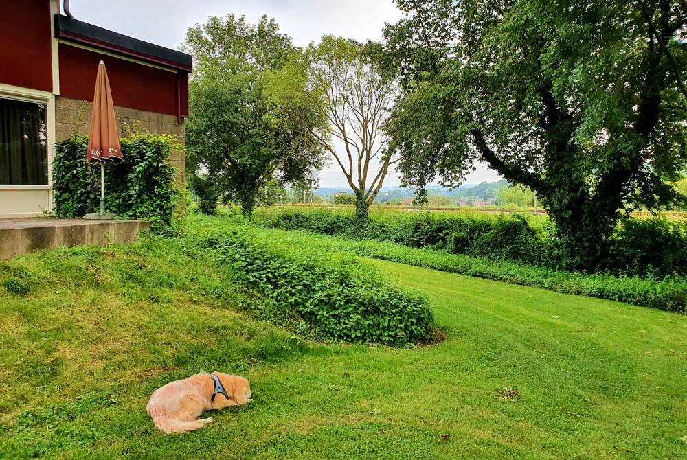 Bungalowpark Schin op Geul hondriendelijk