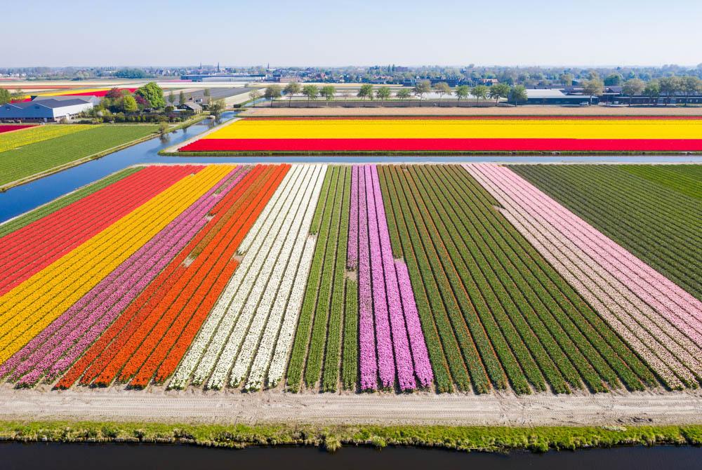 Tulpenvelden Nederland