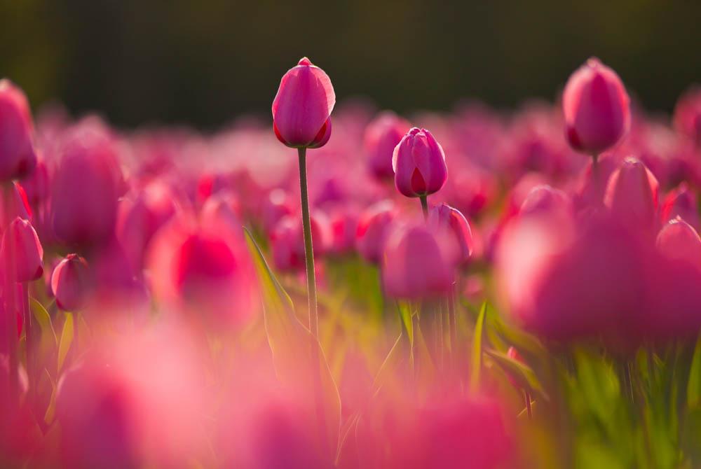 Tulpen in Nederland