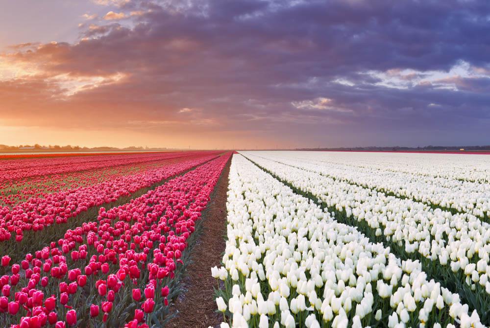 Tulpen bij zonsopgang