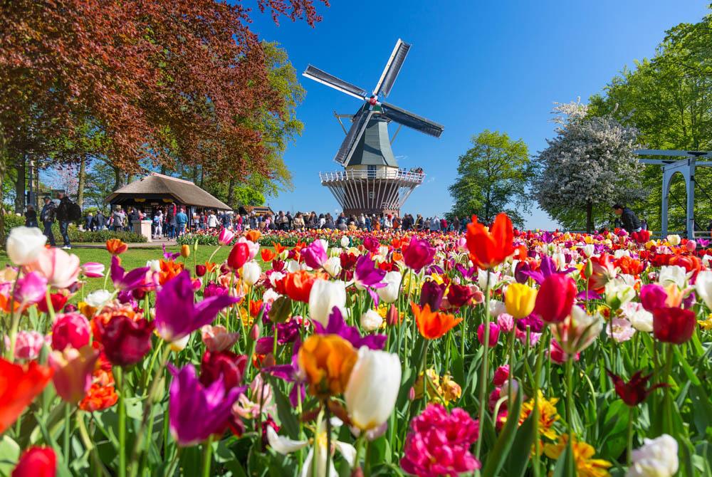 De Keukenhof, tulpenvelden Nederland
