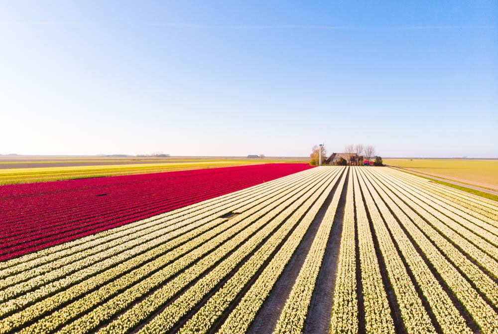 Tulpen bij Lisse, tulpenvelden Nederland
