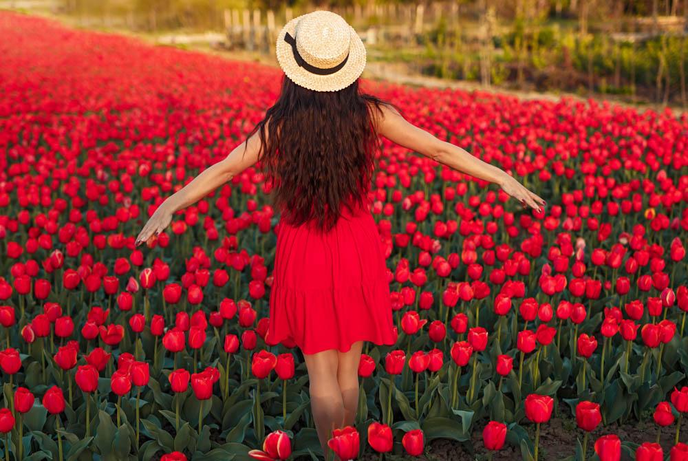 Tulpenvelden Nederland