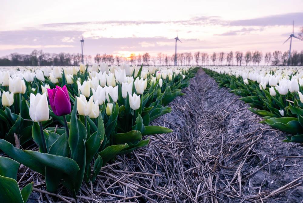 De Noordoostpolder, tulpen Nederland