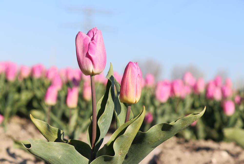 Goeree-Overflakkee, tulpenvelden Nederland