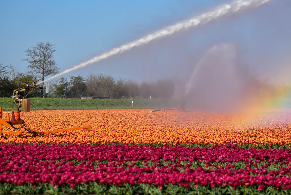 tulpenvelden Nederland