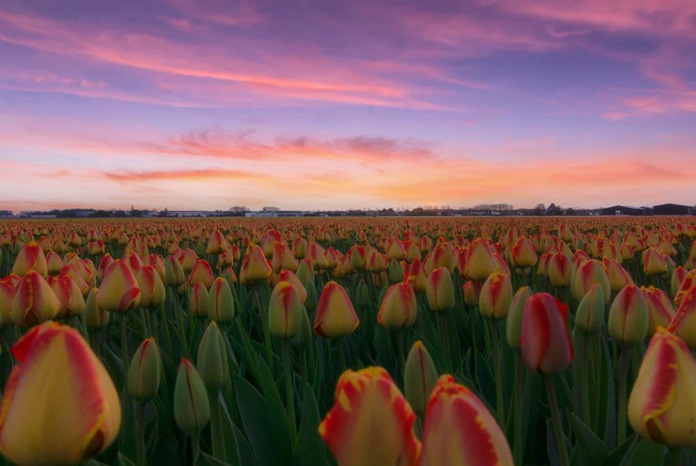 Zaanstreek tulpen