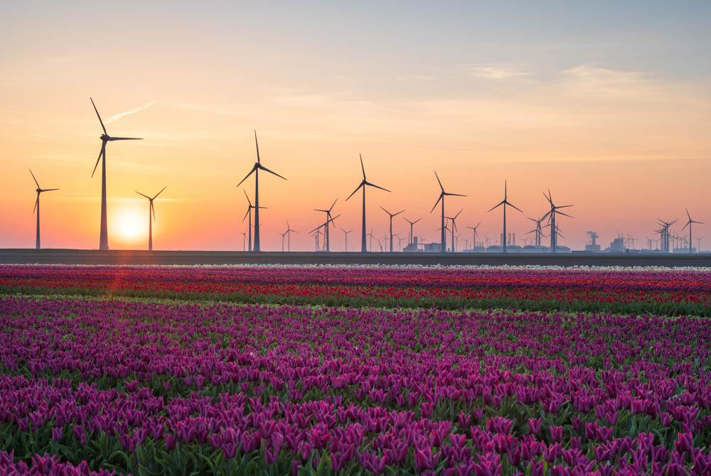 Tulpen in de provincie Groningen