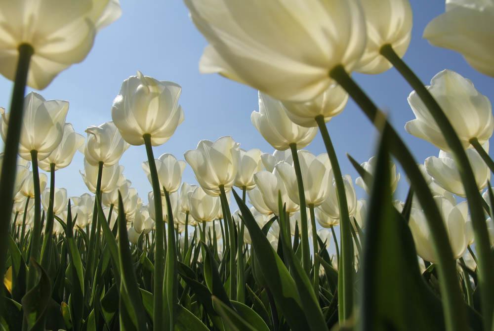 Tulpen in Zeeland