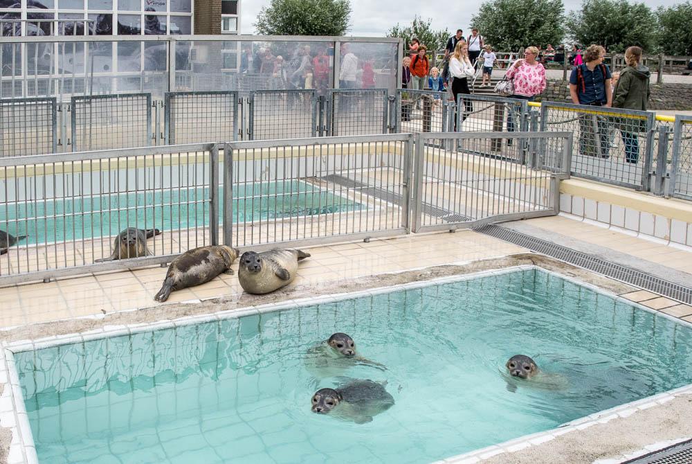 Zeehondencentrum Pieterburen, kinderuitjes Groningen