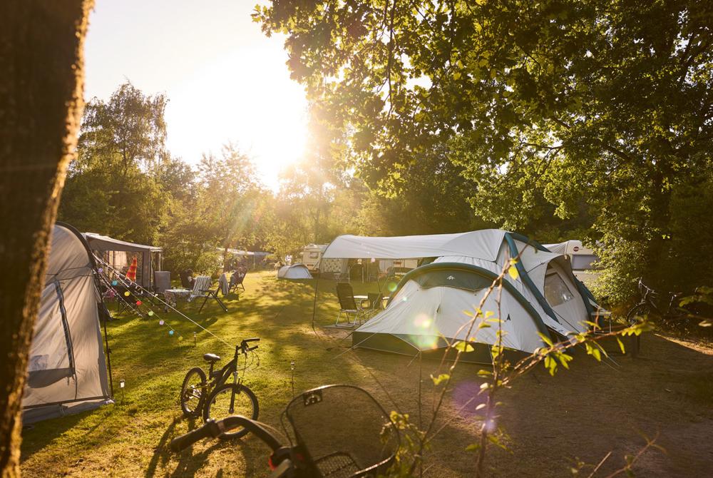 Camping de Noordster, camping met hond