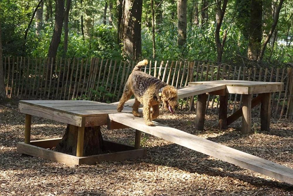 Camping Wâldsang, camping met hond