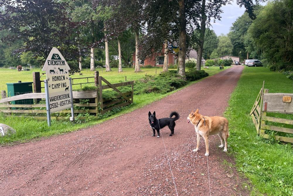 Hondencamping Evensterk, camping met hond