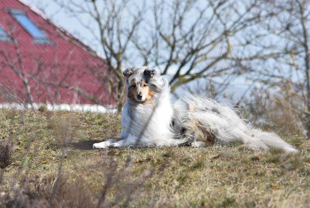 Duincamping de Lepelaar, camping met hond