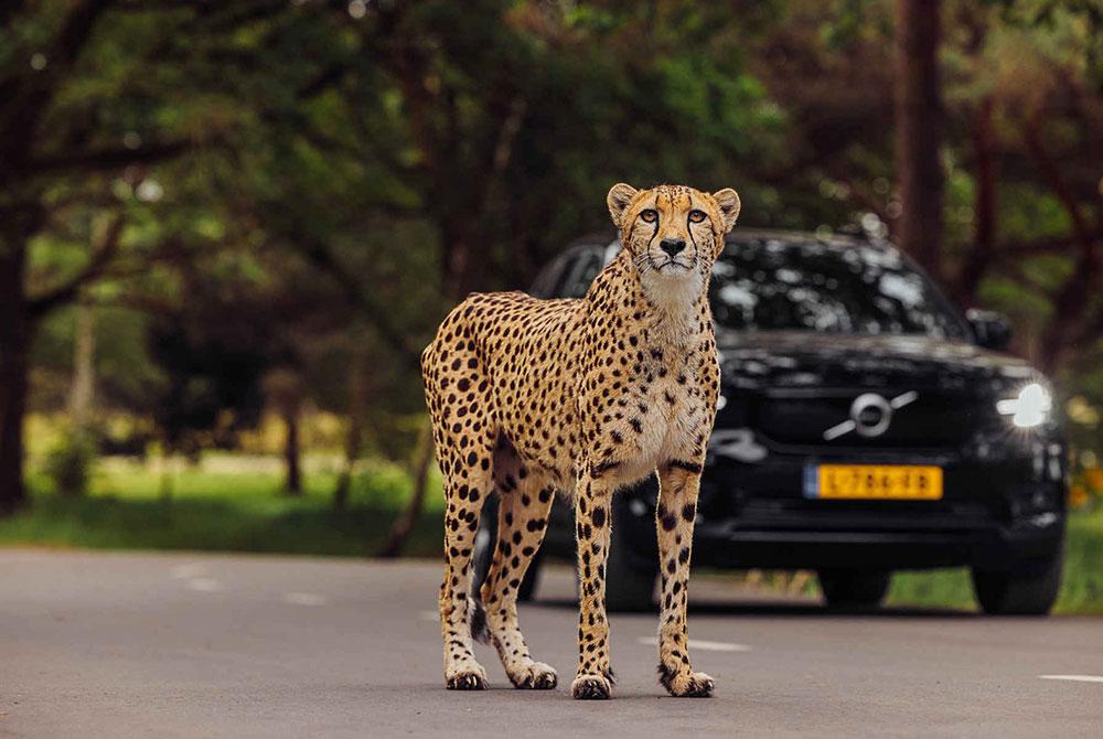 Autosafari in Safaripark Beekse Bergen