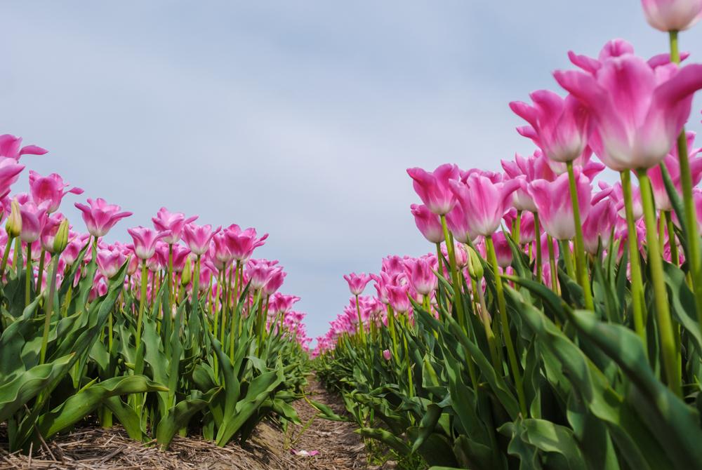 Tulpenvelden