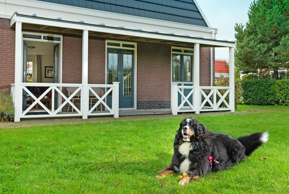 Hond op Bungalowparck Tulp & Zee