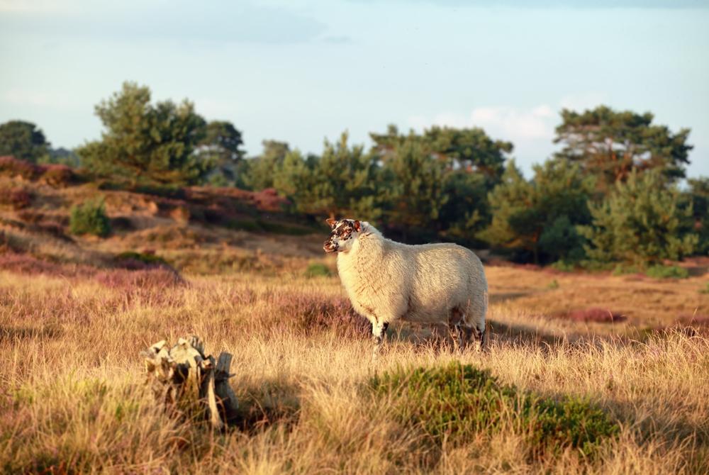 Ruinen, mooi dorp in Drenthe