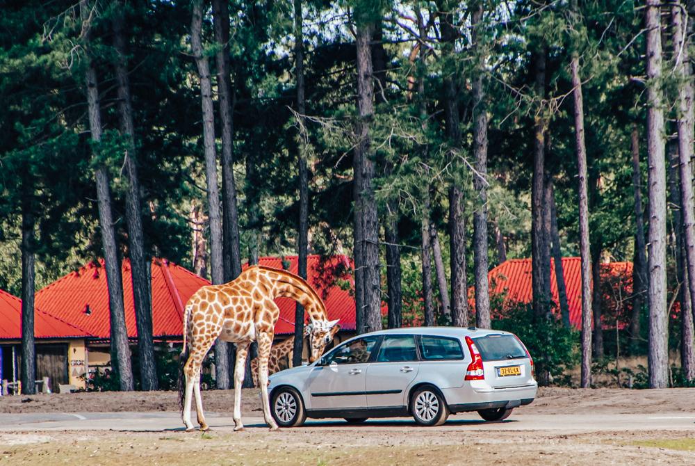 Safaripark Beekse Bergen, uitje bij Landal Het Vennenbos