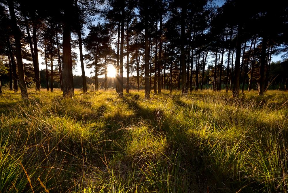 Boswachterij Westerschouwen, mooiste plekken Schouwen-Duiveland