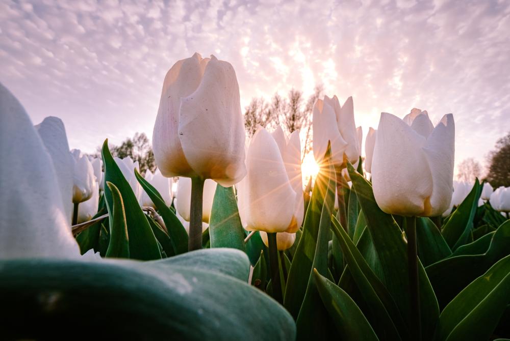 Fietsen tussen de tulpen, mooiste bezienswaardigheden Flevoland