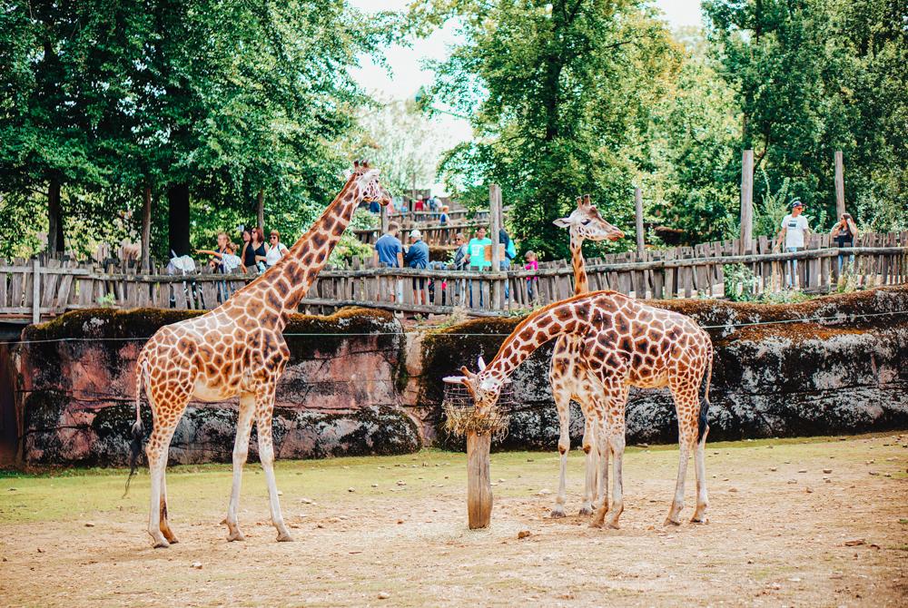 Gaia Zoo, uitjes bij Landal Hoog Vaals