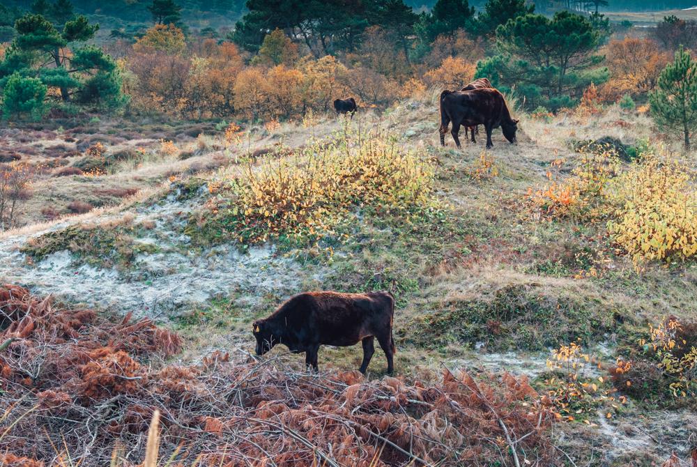 Schoorlse Duinen