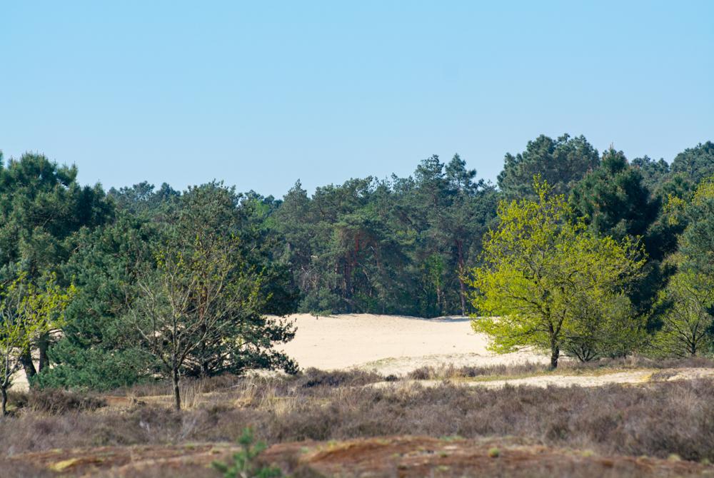 Loonse en Drunense duinen bij Oisterwijk