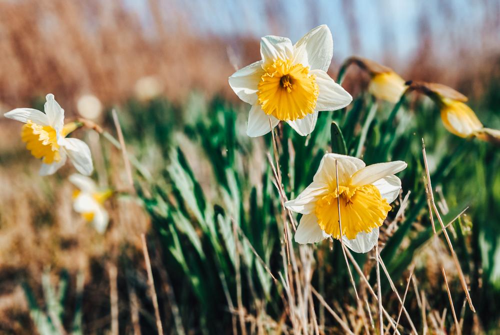 Bloemenvelden, Landal Duynvallei