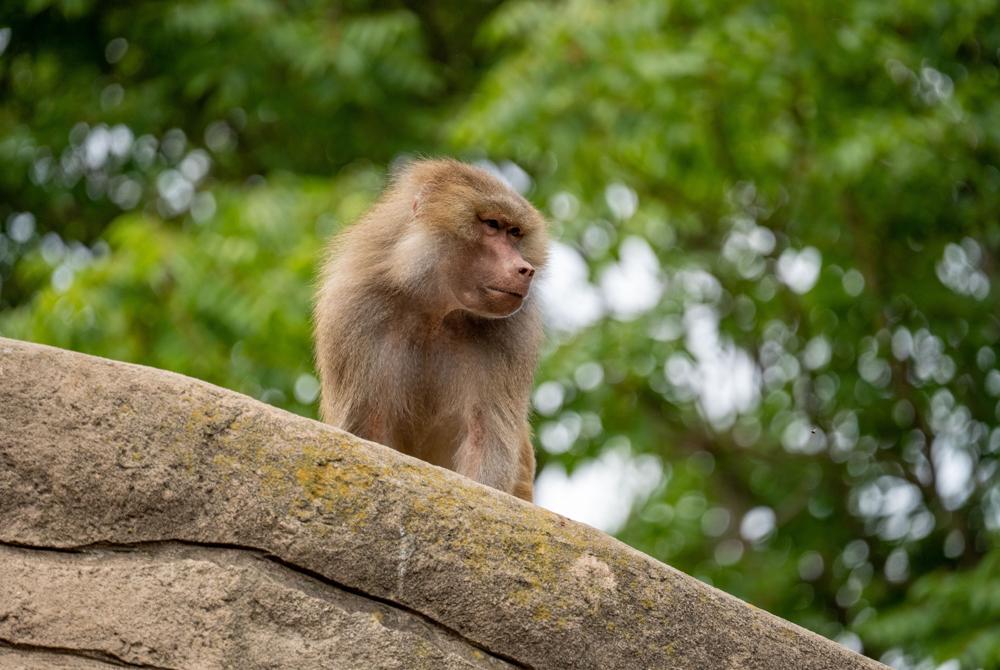 K&ouml;lner Zoo, stedentrip Keulen