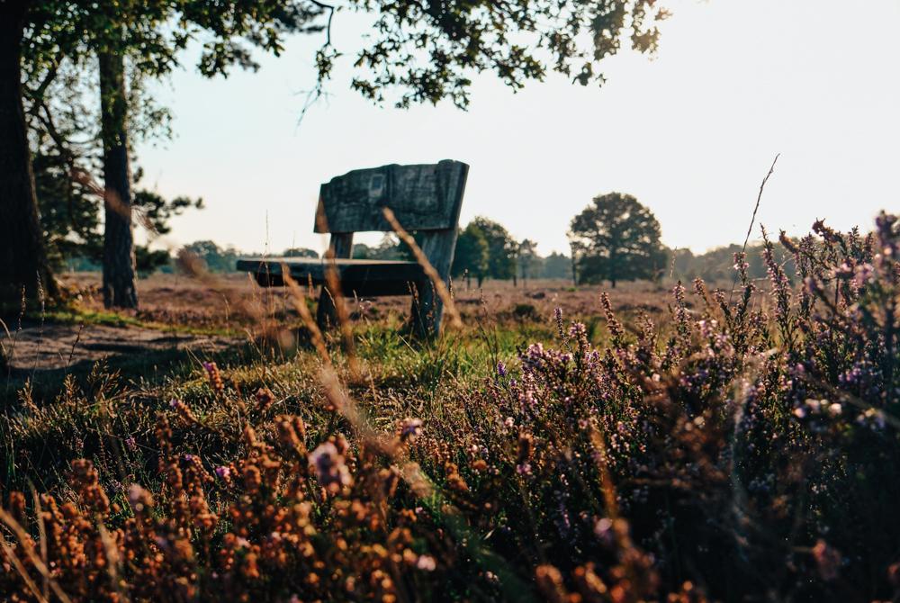 Landal Soof Heuvelrug in de natuur
