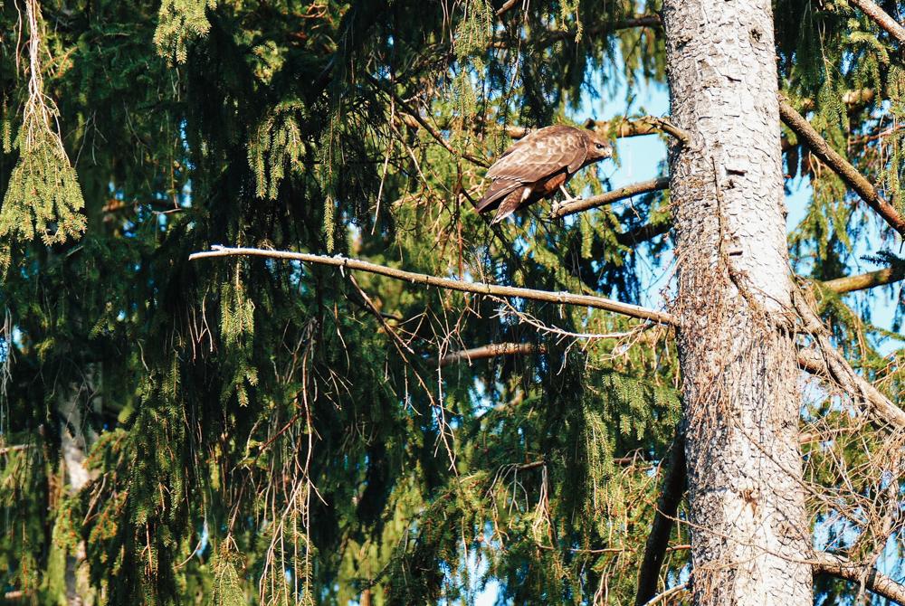 Natuurpark Solling-Vogler, natuurgebied Duitsland