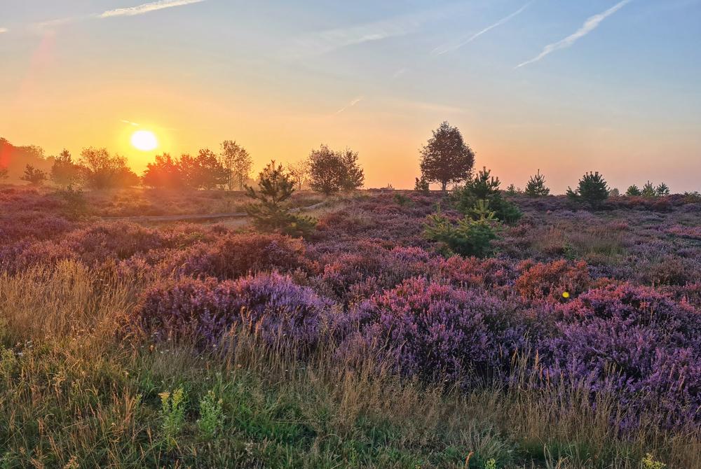 Veluwe natuur, Landal Heideheuvel