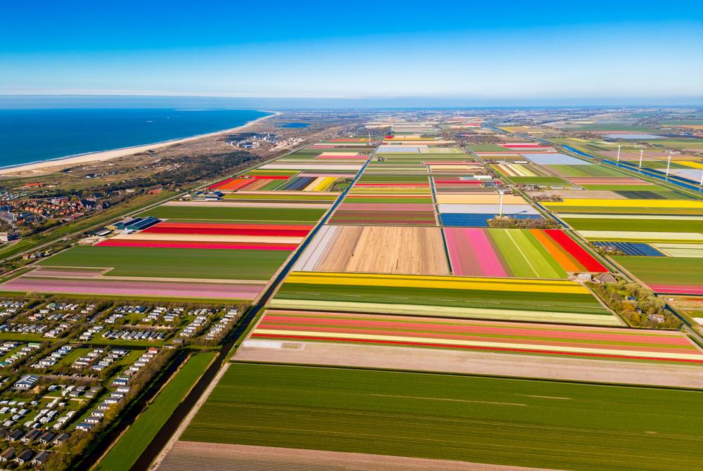 Bloemvelden bij Petten