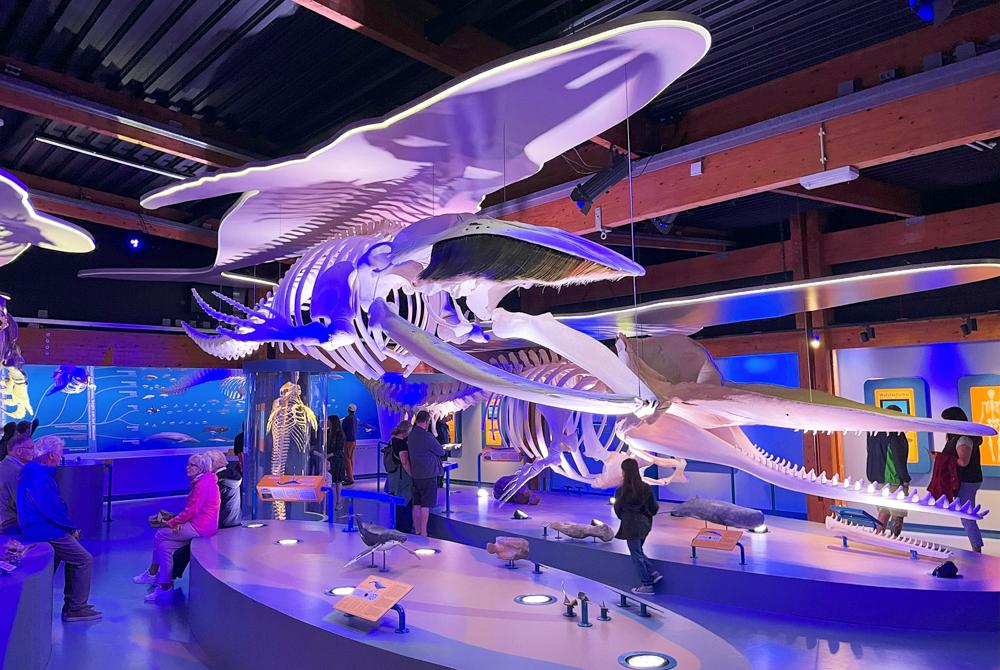 Ecomare, kinderuitje op Texel