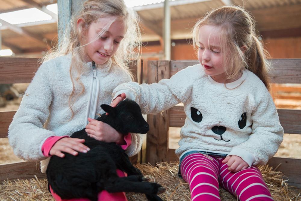 Schapenboerderij Texel, kinderuitje op Texel