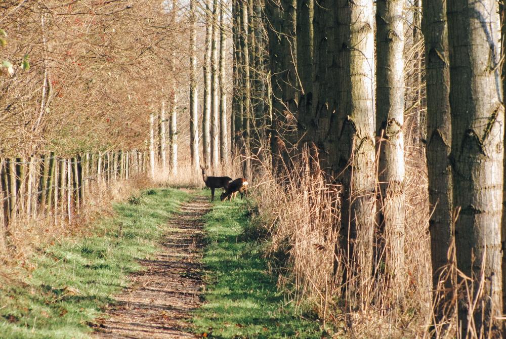 Natuur Zeeland, nieuw park Landal Buitenheem