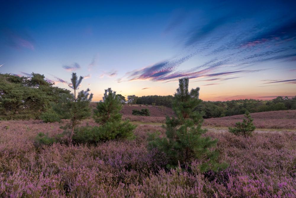 Brunssummerheide, mooiste plekken Zuid-Limburg