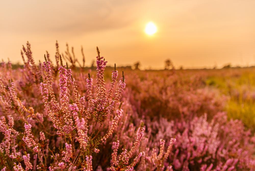 Loonse en Drunense Duinen, Den Bosch