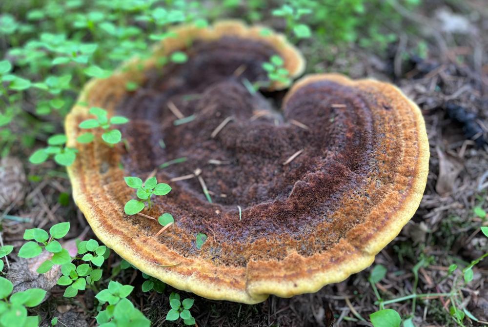 Natuur op Villapark Eureka