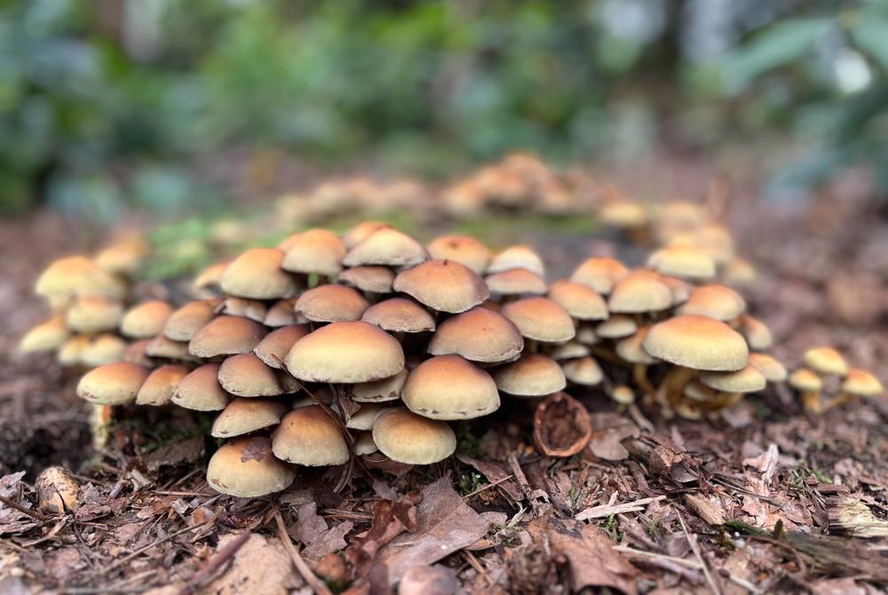 Hulsbeek natuur