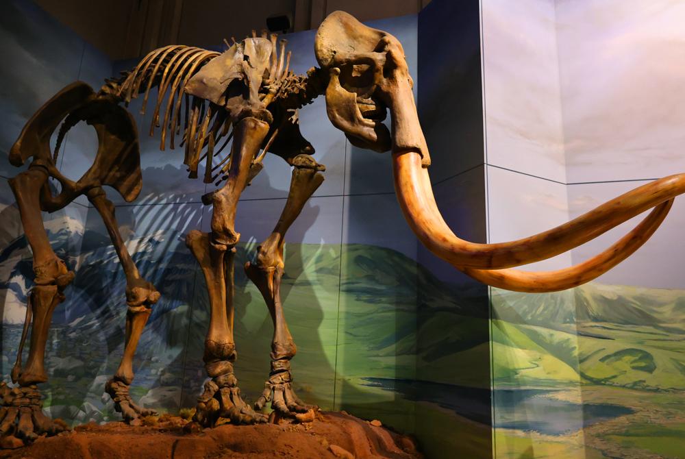 Naturalis Biodiversity Center, leuk museum kinderen Nederland