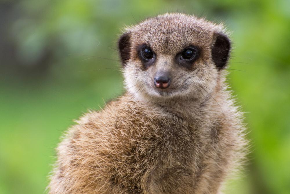 Dierenpark de Oliemeulen, Tilburg